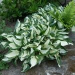  Hosta 'Fire and Ice'