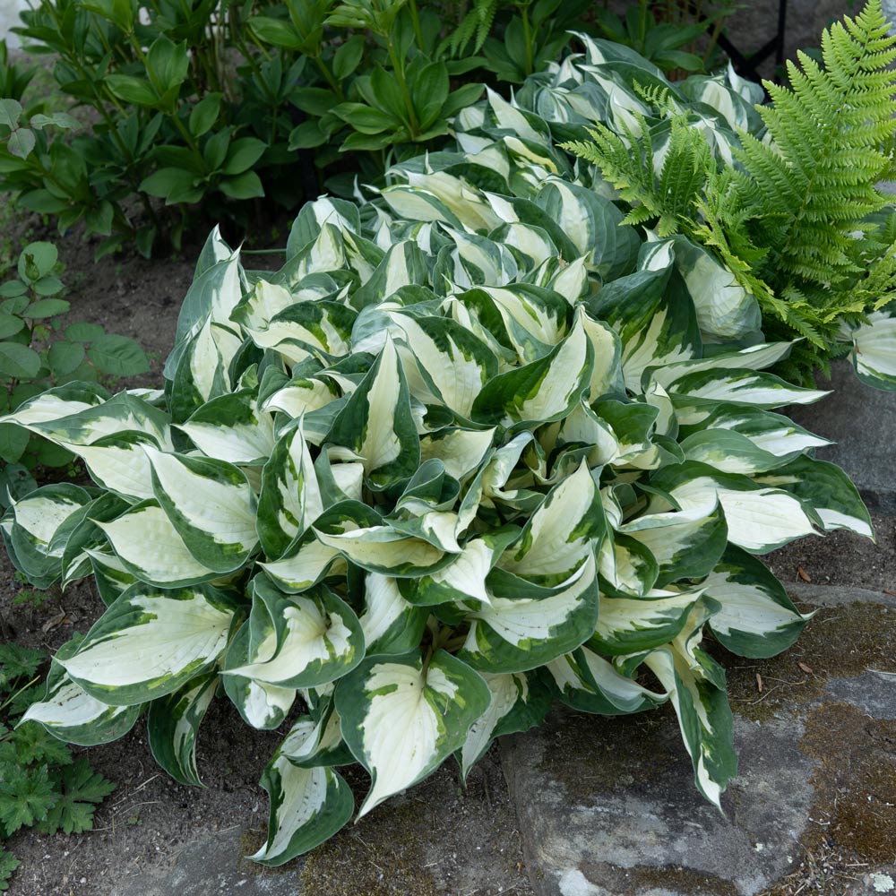 Hosta 'Fire and Ice'