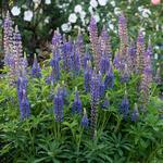  Lupinus perennis