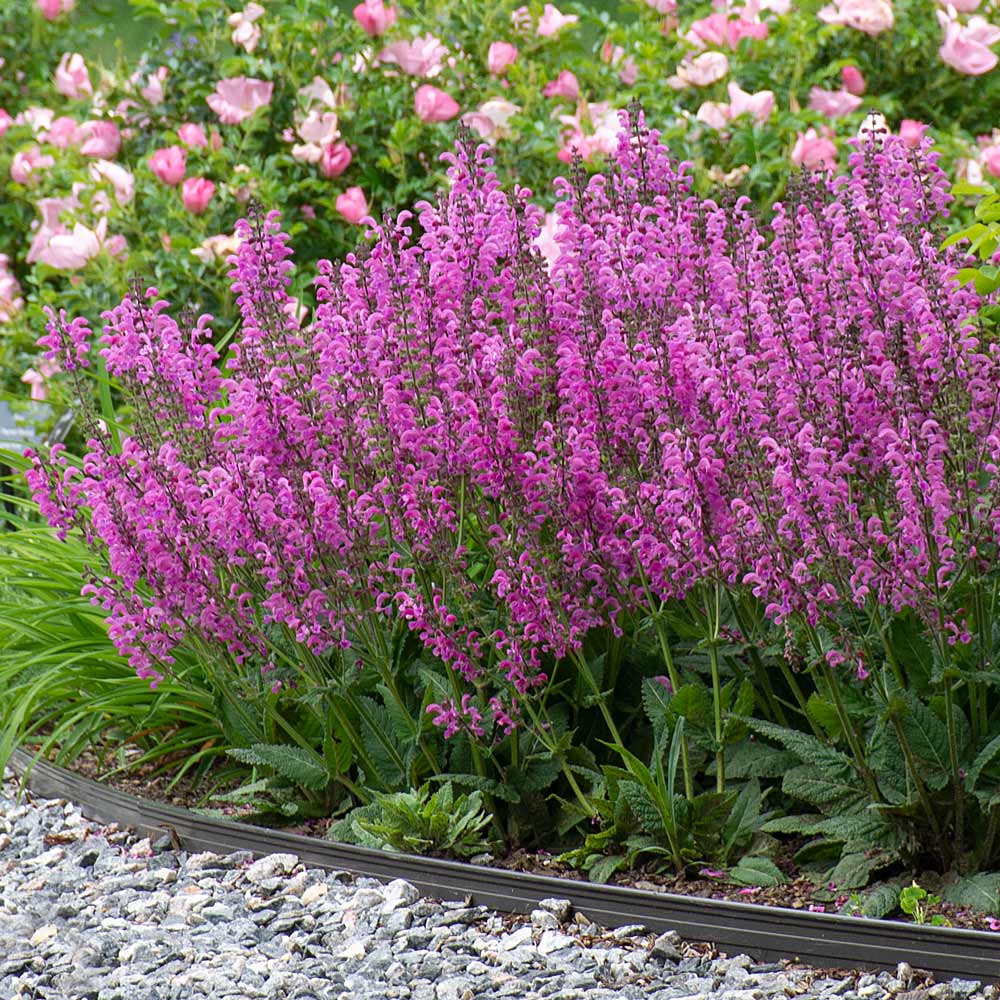 Salvia pratensis Fashionista® 'Moulin Rouge'