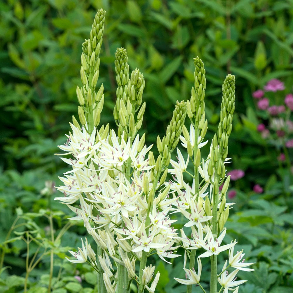 Camassia leichtlinii 'Alba'