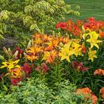  Lilium True Colors Mix for Naturalizing