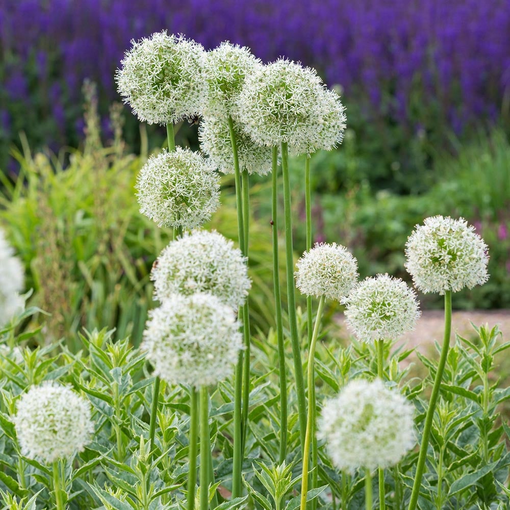 Allium 'Mount Everest'