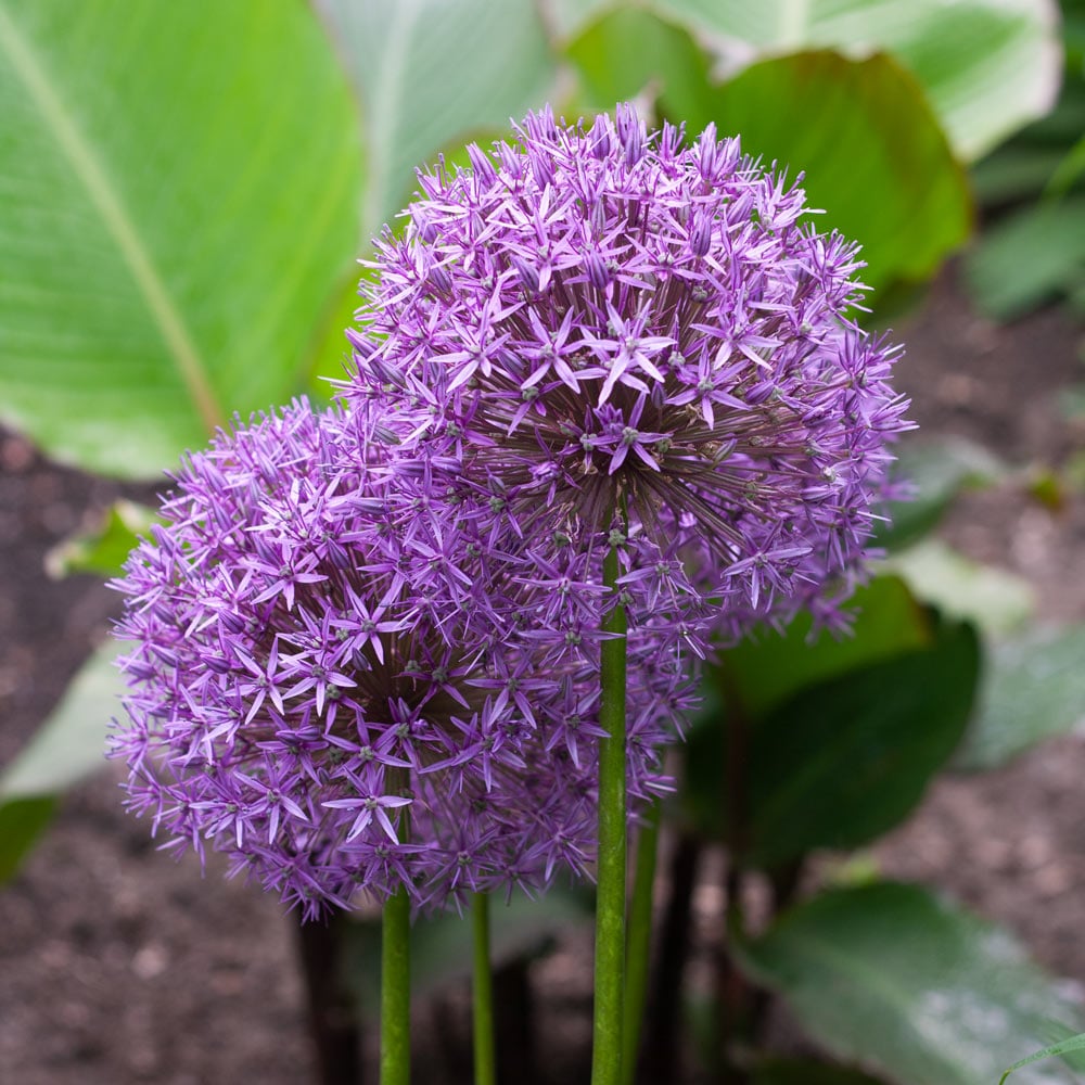 Allium 'Globemaster' White Flower Farm