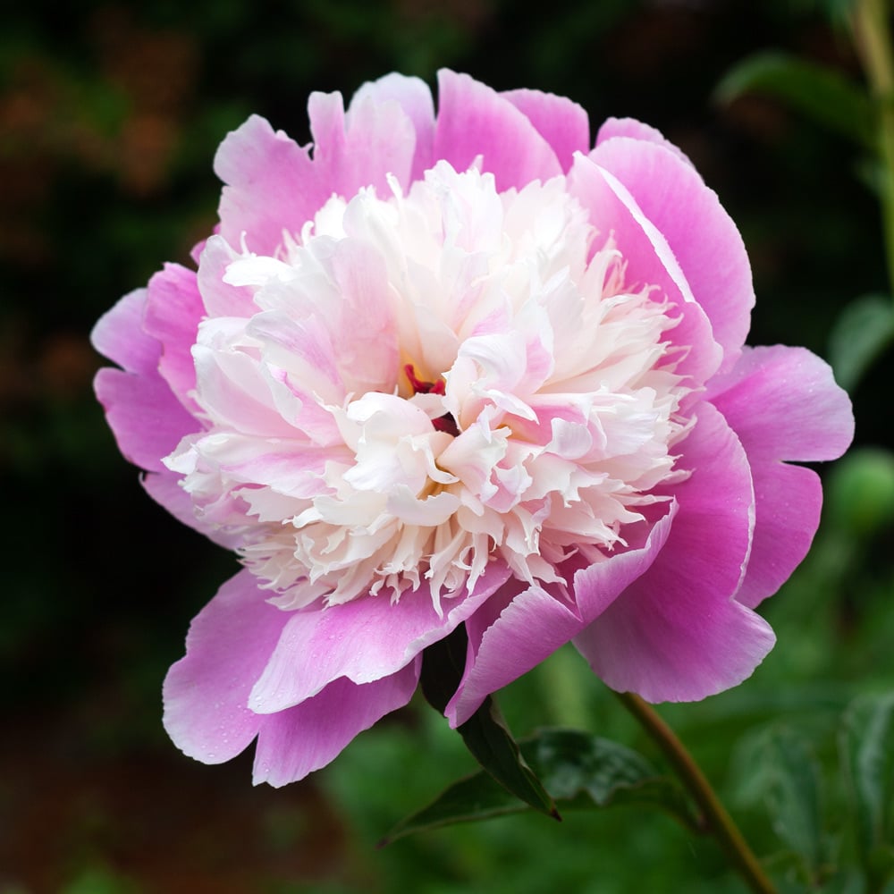 Peony 'Cora Stubbs'