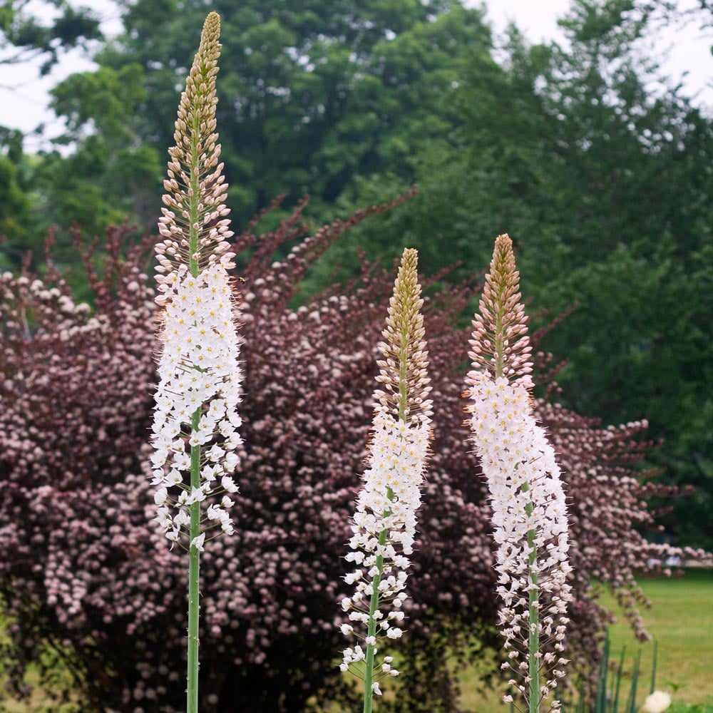 Eremurus robustus store