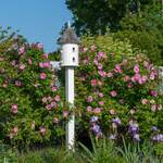  Rose rugosa 'Thérèse Bugnet'