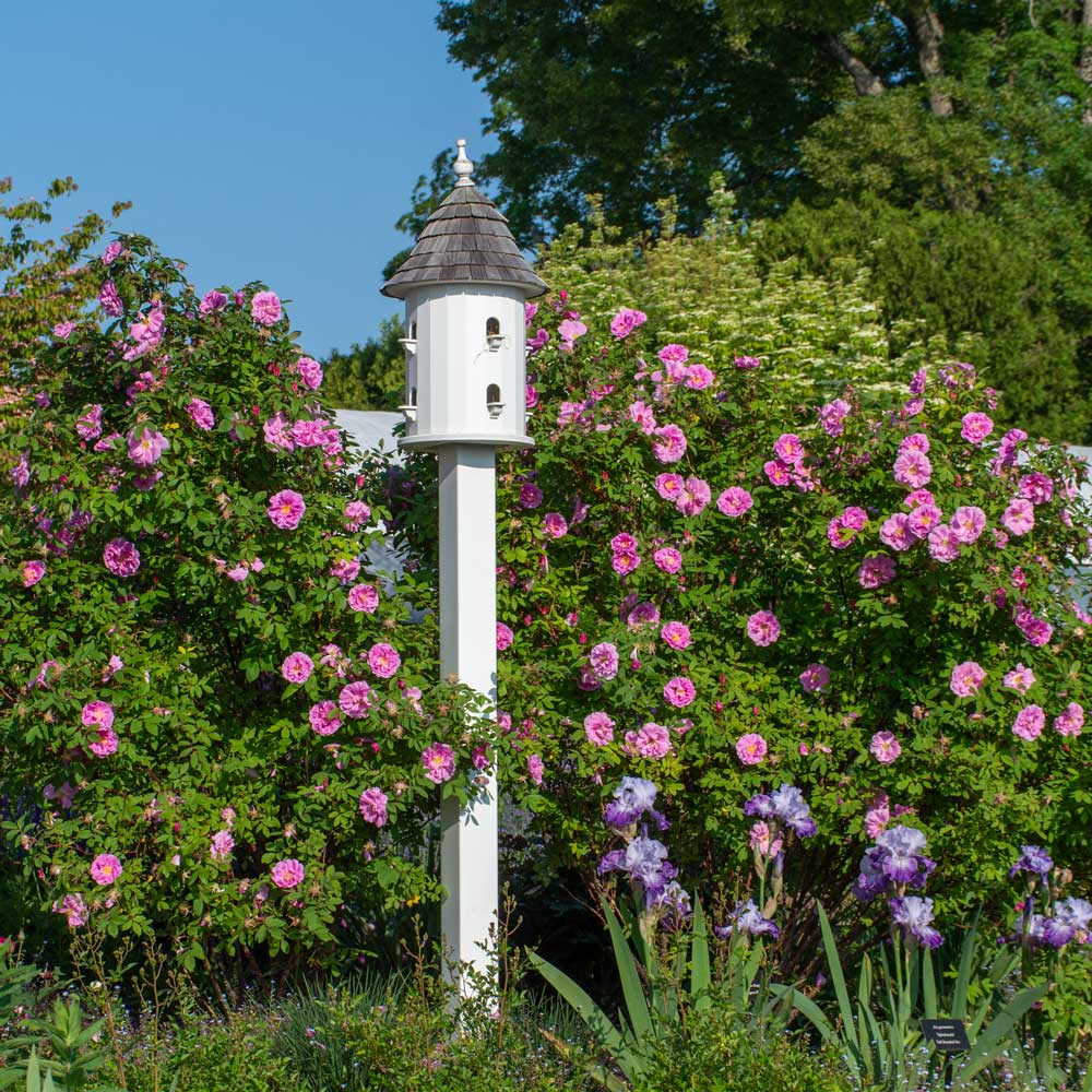 Rose rugosa 'Thérèse Bugnet'