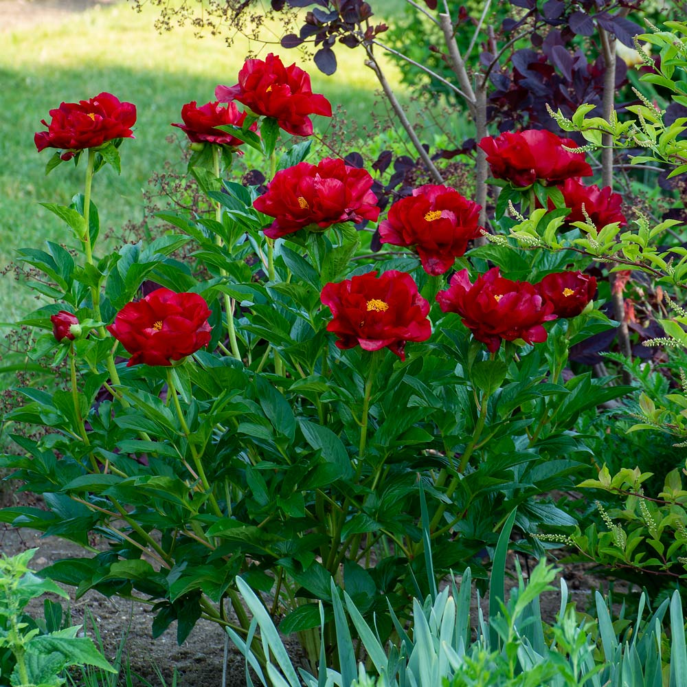 Peony 'Chocolate Soldier'