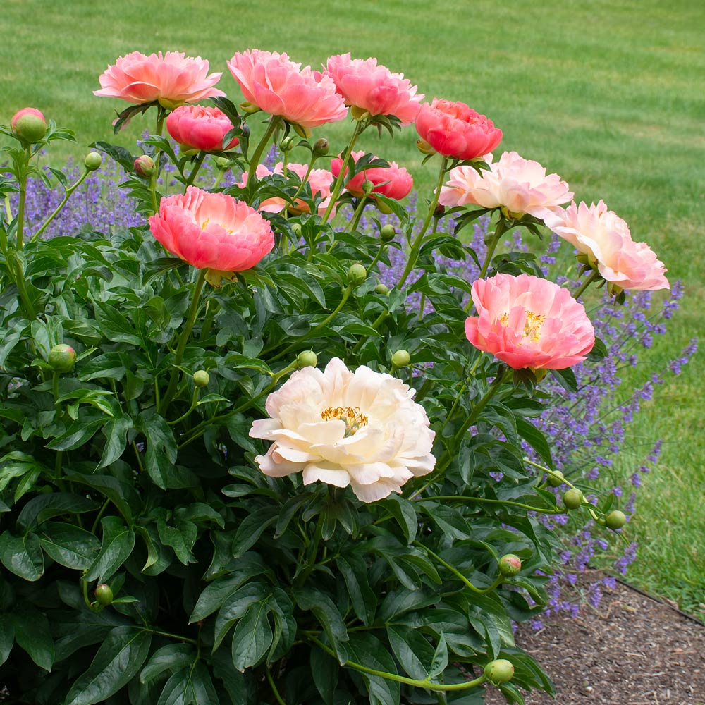Peony 'Coral Charm' White Flower Farm