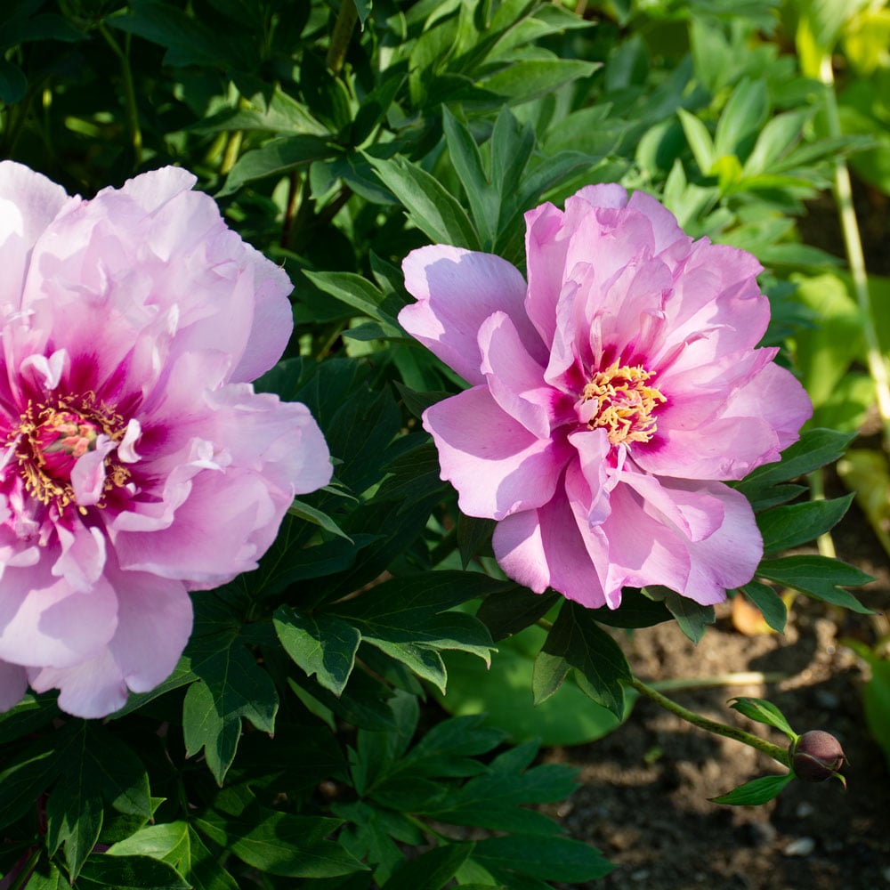 Peony 'First Arrival' - Itoh Peony