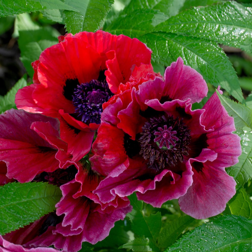 Papaver orientale 'Harlem'