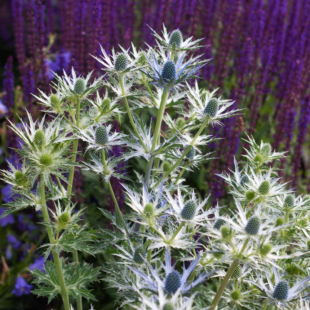 Eryngium zabelii 'Big Blue' White Flower Farm