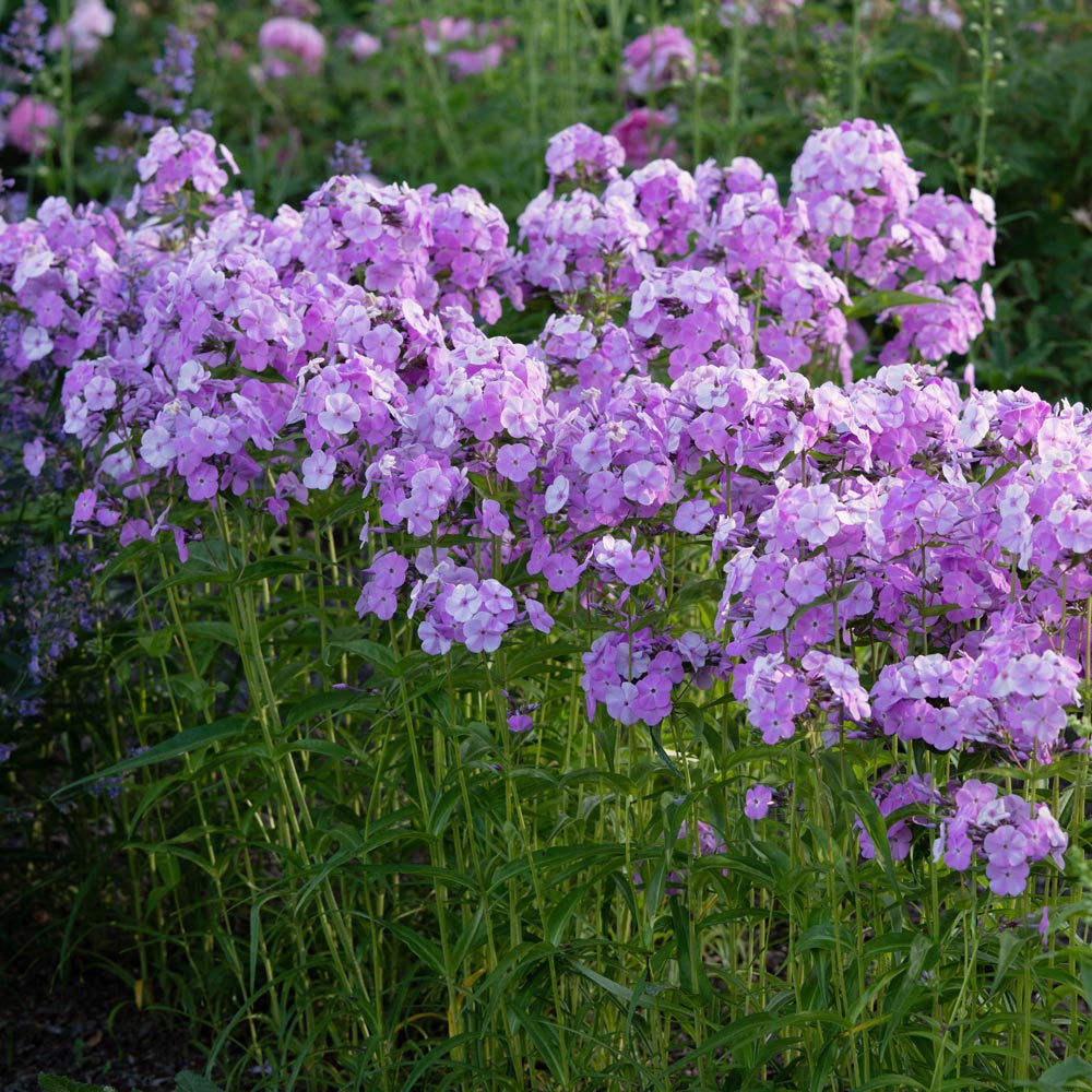 Phlox 'Fashionably Early Princess'