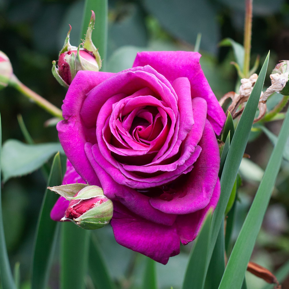 Rose Brindabella™ Purple Prince