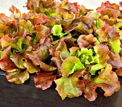 Lettuce Red Sails, 8-pack | White Flower Farm