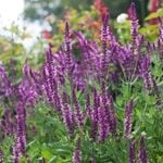  Salvia x sylvestris 'Rose Queen'