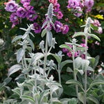  Stachys byzantina 'Fuzzy Wuzzy'