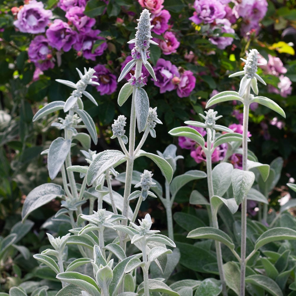 Stachys byzantina 'Fuzzy Wuzzy'