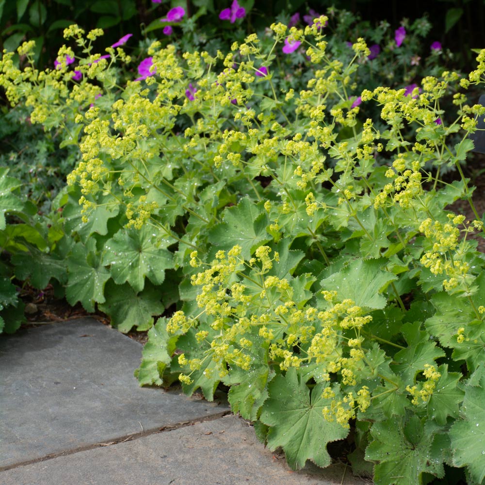 Alchemilla mollis