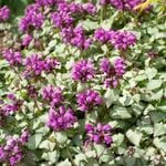  Lamium maculatum 'Purple Dragon'