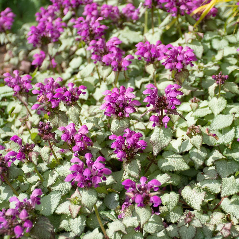 Lamium maculatum 'Purple Dragon'