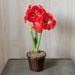 Amaryllis 'Magical Touch,' one bulb in woven basket