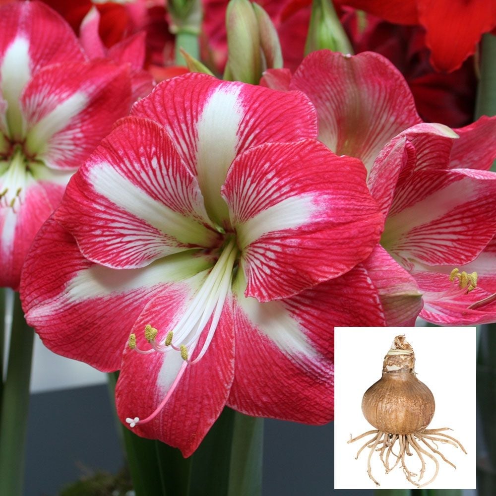 Amaryllis 'Monte Carlo'