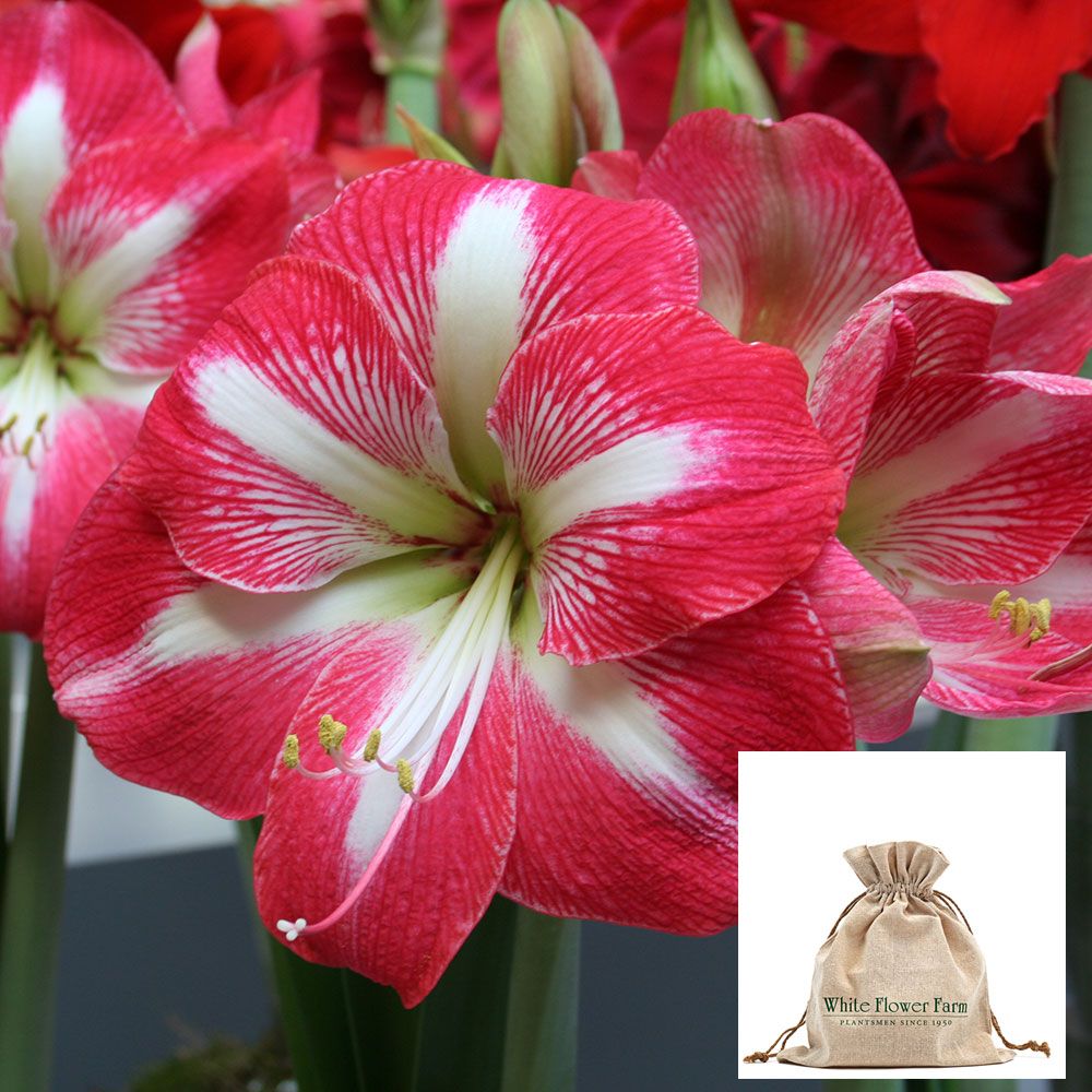 Amaryllis 'Monte Carlo,' one bulb in linen bag