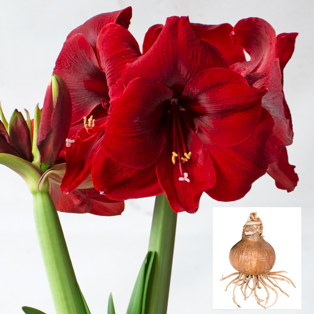 Amaryllis 'Magnum'