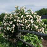 Climbing Roses