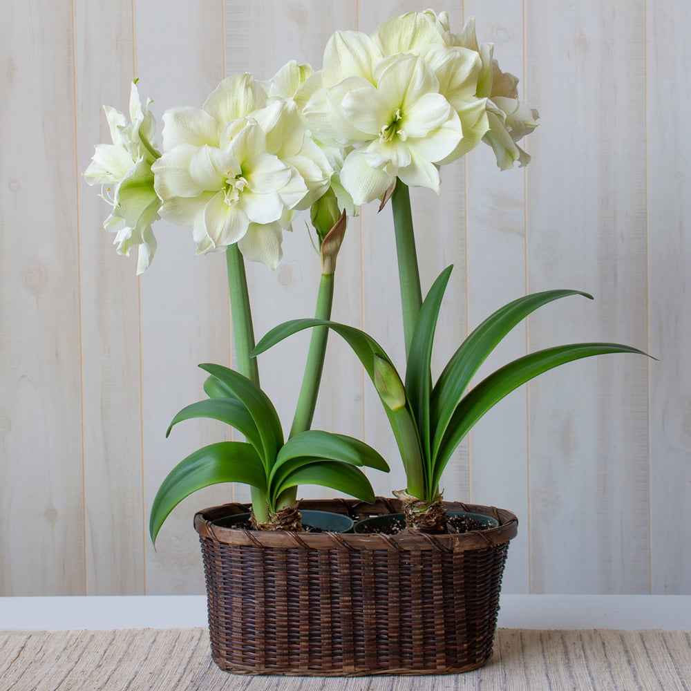Amaryllis 'Marilyn' | White Flower Farm