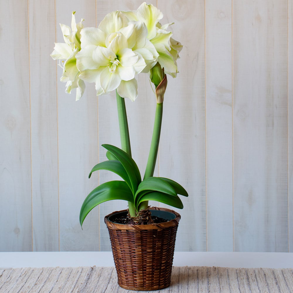 Amaryllis 'Marilyn'