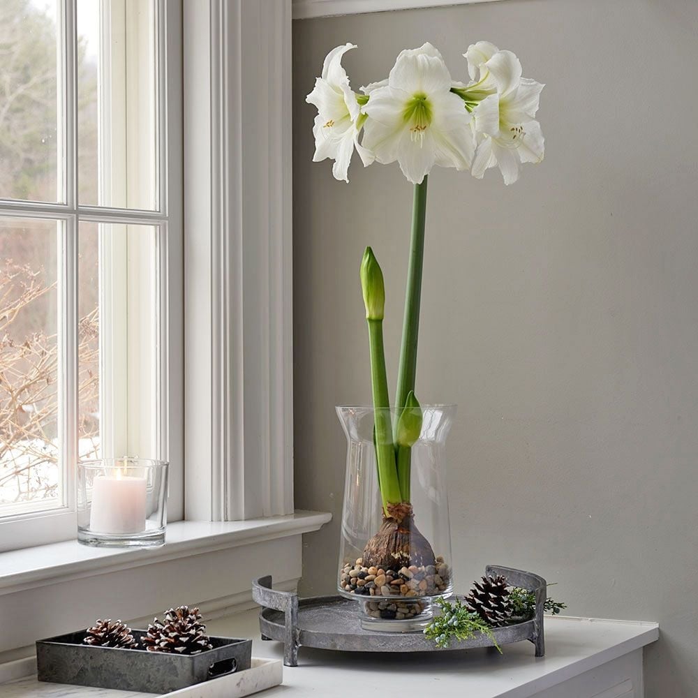 Amaryllis 'Matterhorn'