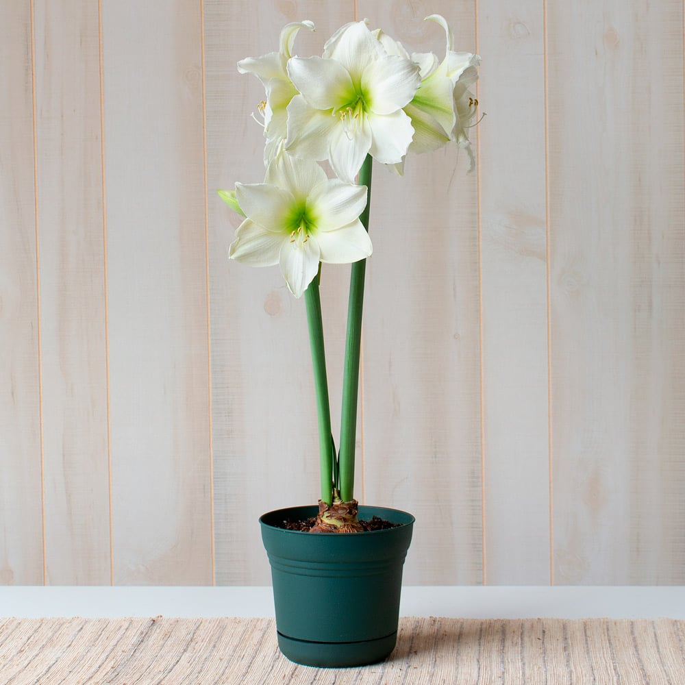 Amaryllis 'Matterhorn'