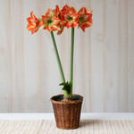  Amaryllis 'Naomi,' one bulb in woven basket