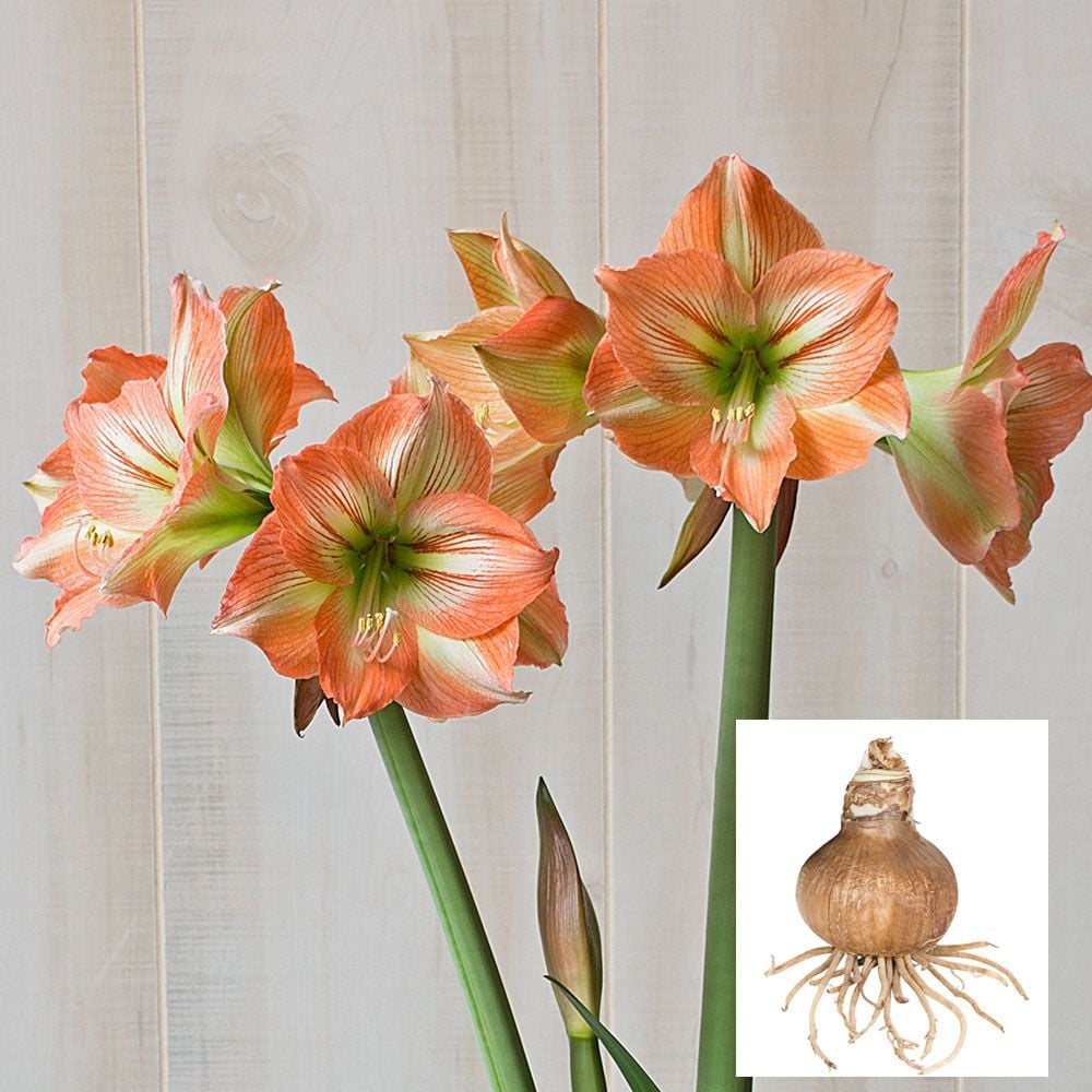 Amaryllis 'Naomi'