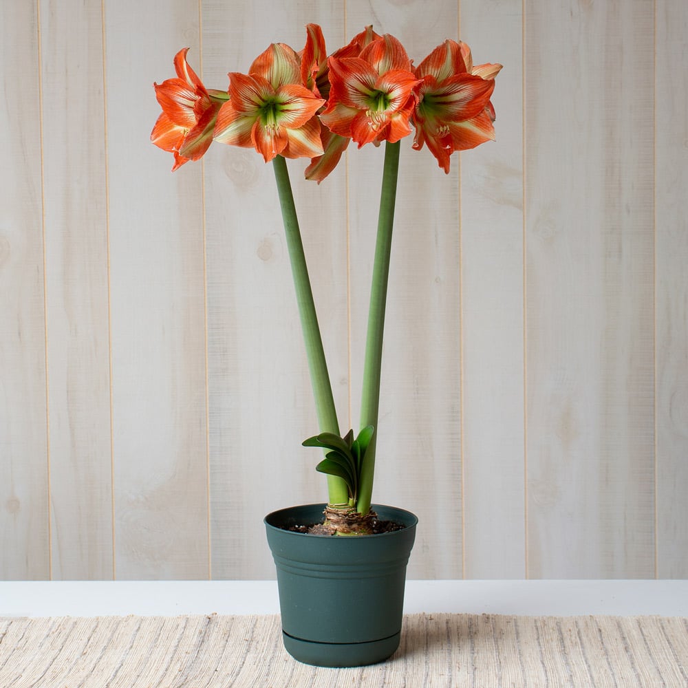 Amaryllis 'Naomi'
