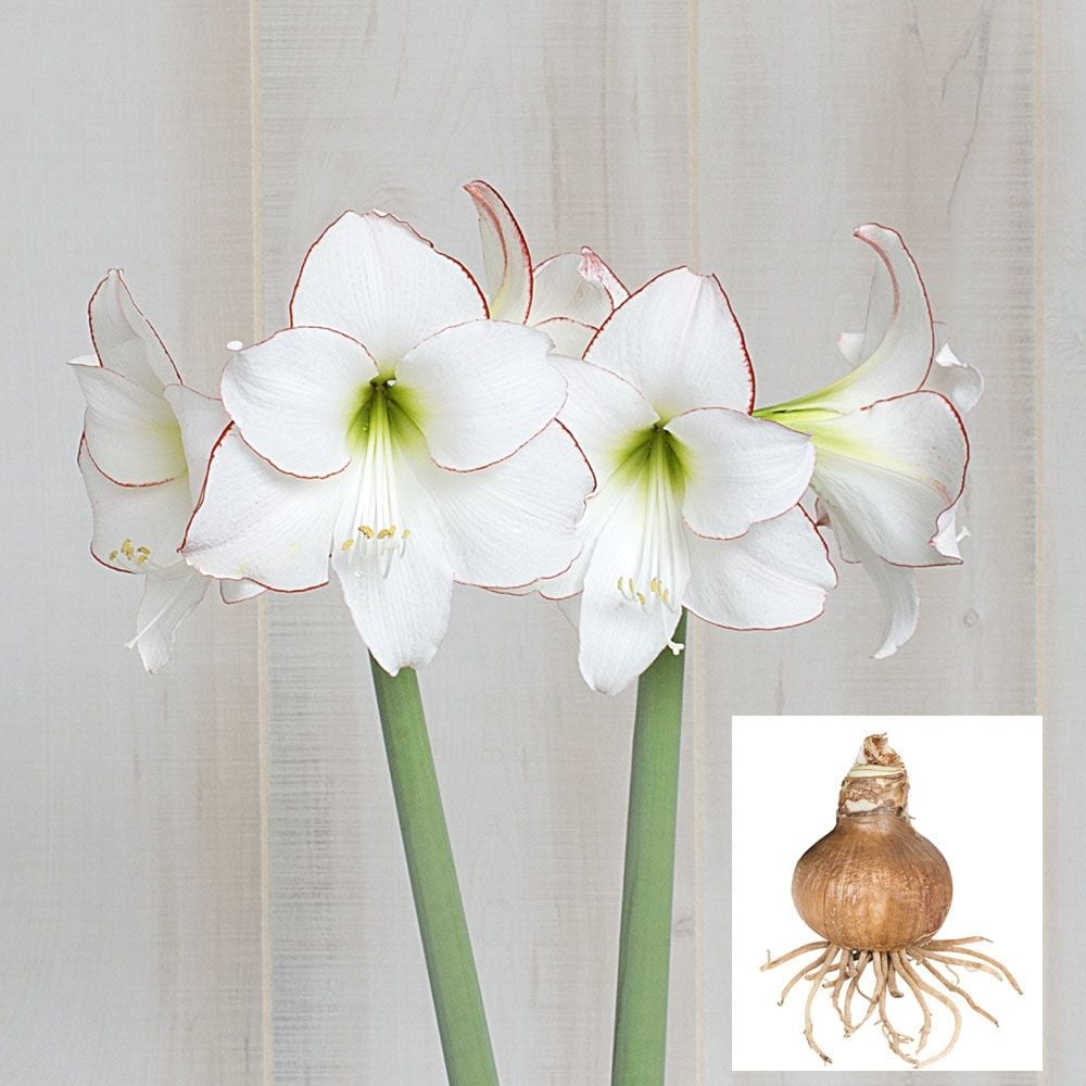 Amaryllis 'Picotee'