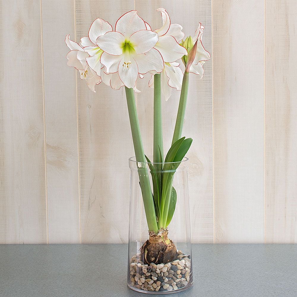 Amaryllis 'Picotee'