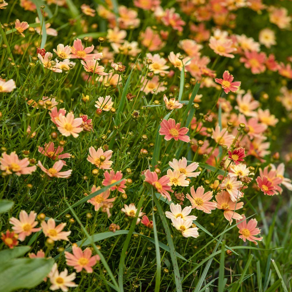 Coreopsis verticillata Crème Caramel™