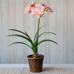  Amaryllis 'Striped Amadeus,' one bulb in woven basket