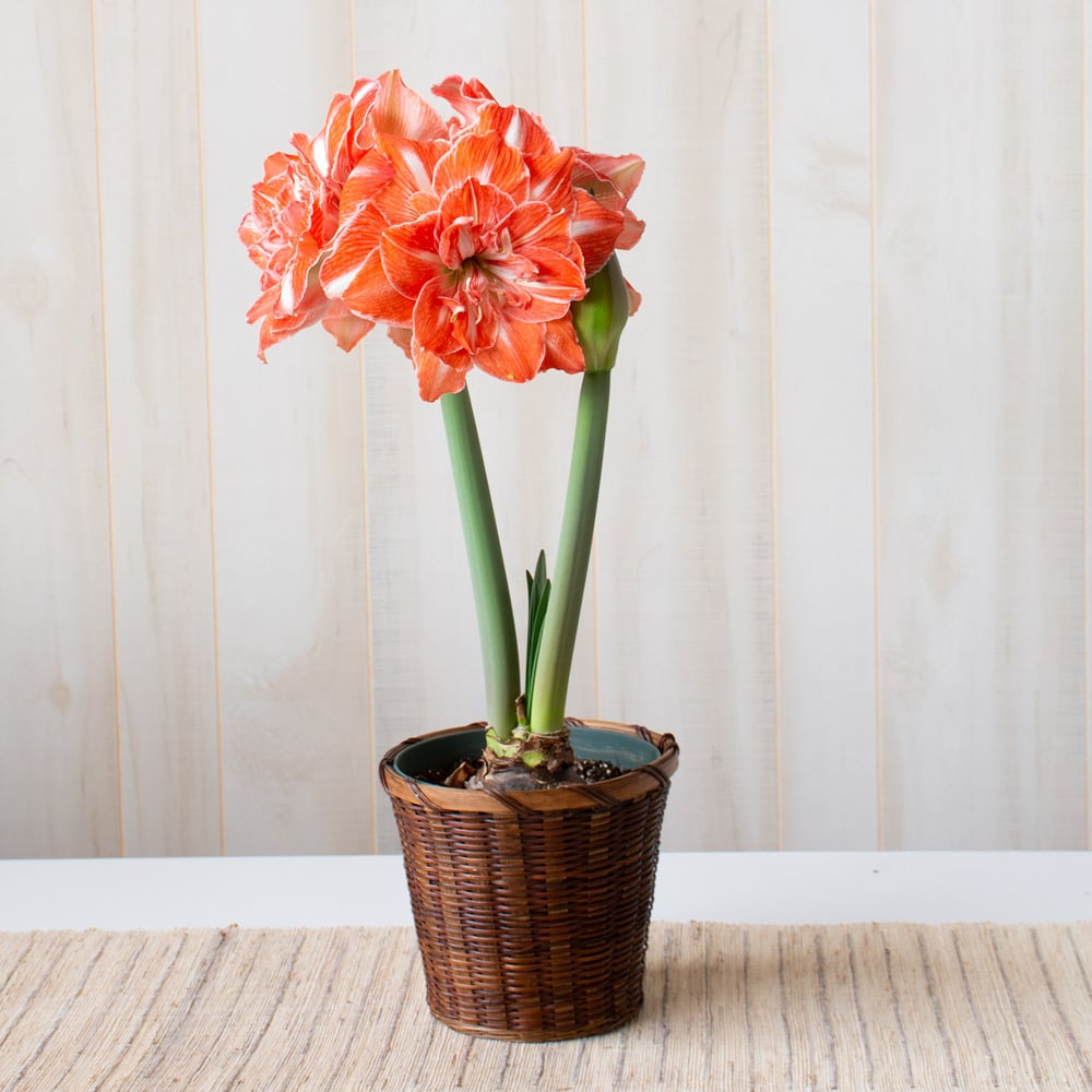 Amaryllis 'Sunshine Nymph'