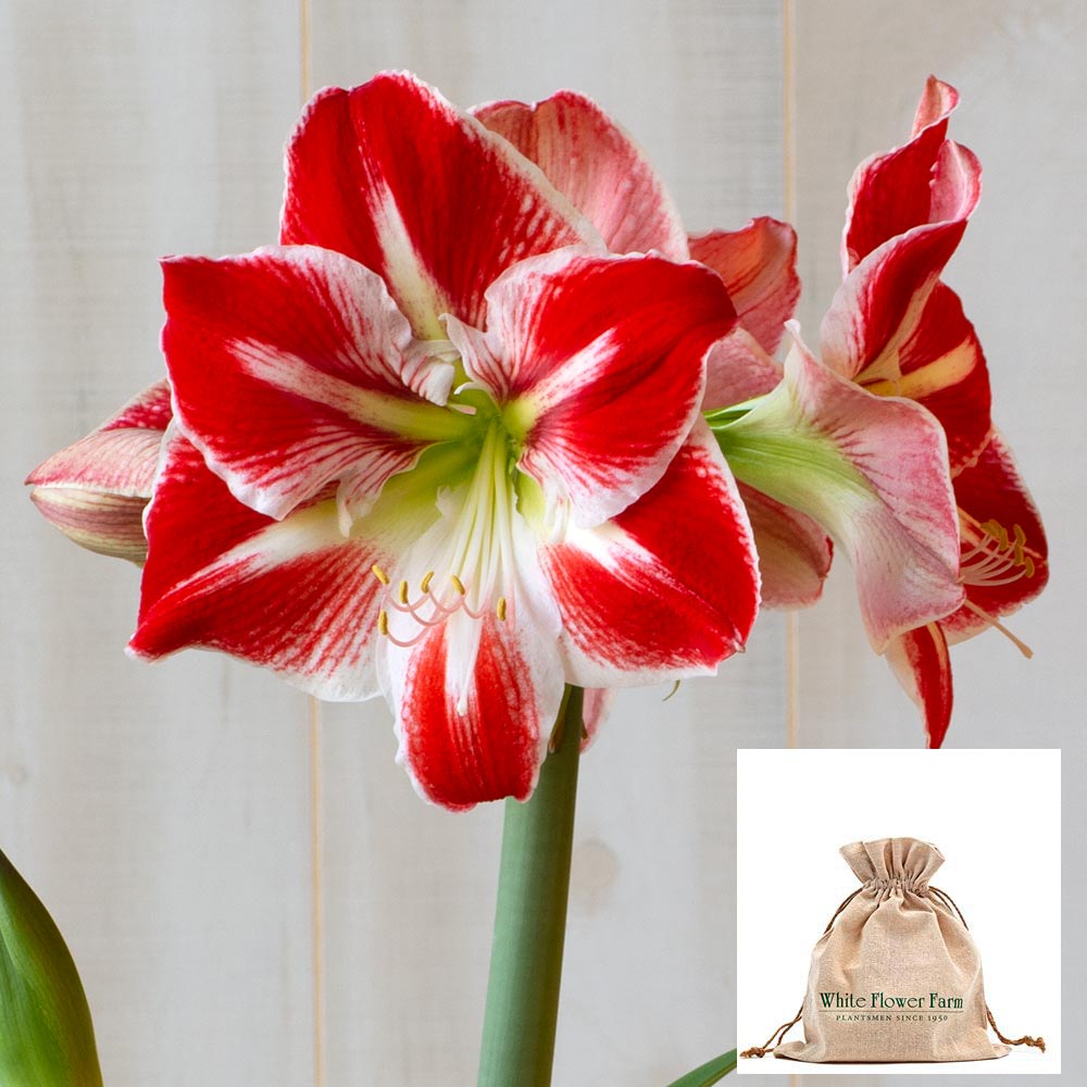 Amaryllis 'Spartacus,' one bulb in linen bag