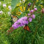 Perennials for Pollinators