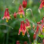 Aquilegia