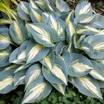 Plantain Lily