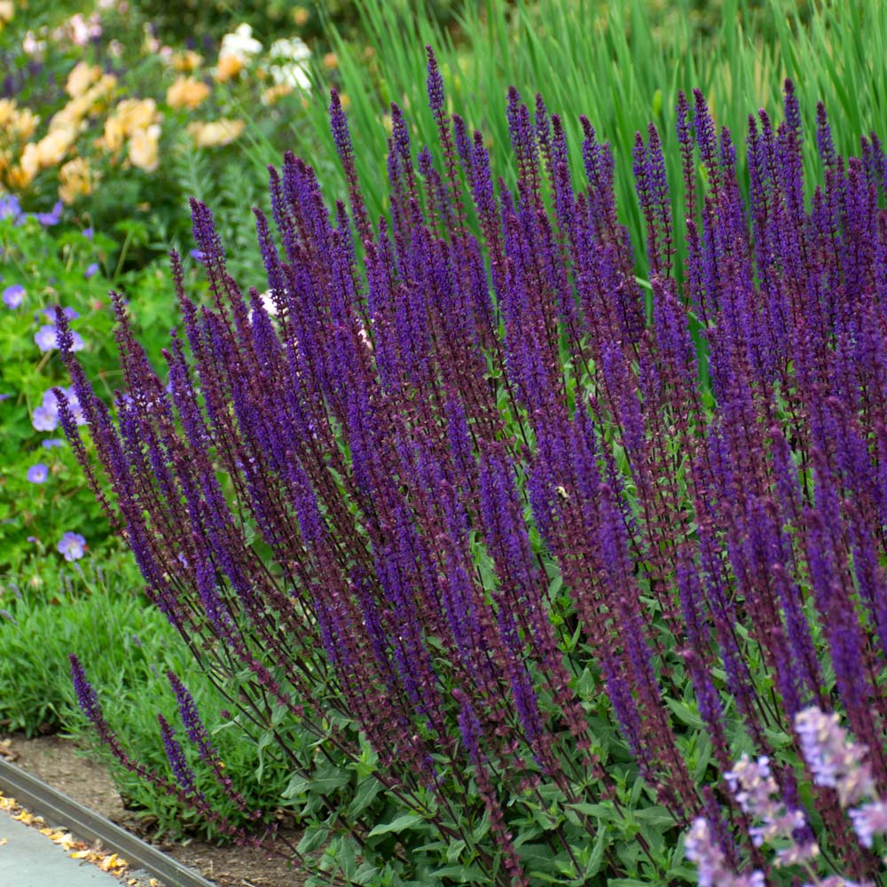 Salvia nemorosa 'Caradonna'