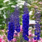  Delphinium elatum 'Faust'  Blackmore & Langdon