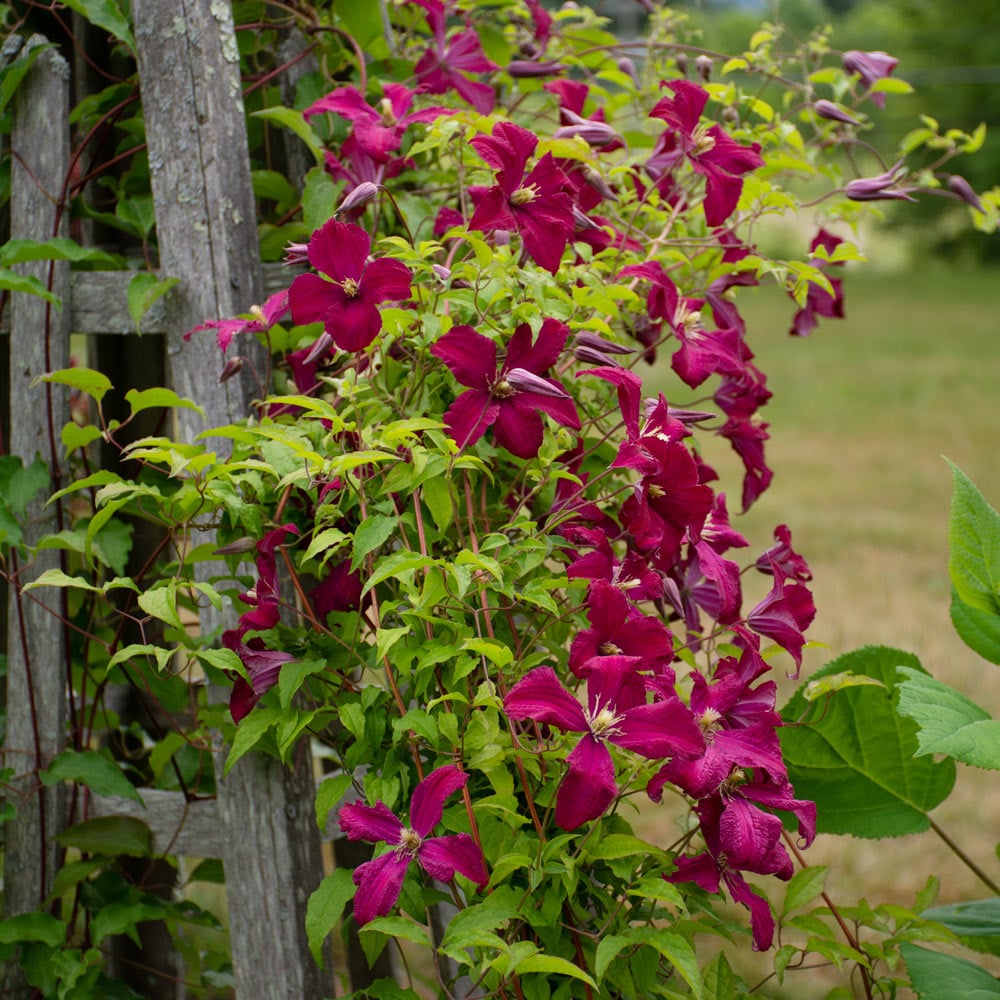 Clematis 'Madame Julia Correvon'